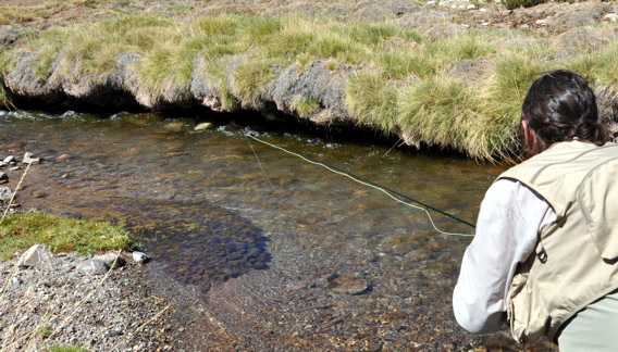 Pescando con Indicador de pique Orvis - Mendoza Fly Shop